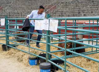 Fotogalería Feria de Ganado en El Espinar 50 Feria del Ganado en El Espinar