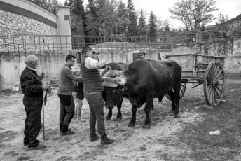 Fotogalería Feria de Ganado en El Espinar 24 Feria del Ganado en El Espinar