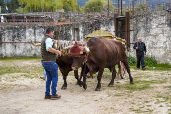Fotogalería Feria de Ganado en El Espinar 15 Feria del Ganado en El Espinar