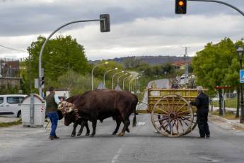 Fotogalería Feria de Ganado en El Espinar 9 Feria del Ganado en El Espinar