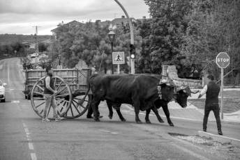 Fotogalería Feria de Ganado en El Espinar 6 Feria del Ganado en El Espinar