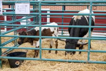 Fotogalería Feria de Ganado en El Espinar 62 Feria del Ganado en El Espinar