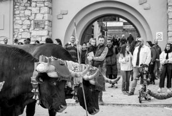 Fotogalería Feria de Ganado en El Espinar 48 Feria del Ganado en El Espinar