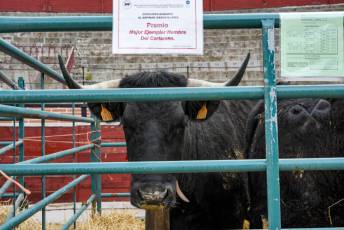 Fotogalería Feria de Ganado en El Espinar 38 Feria del Ganado en El Espinar