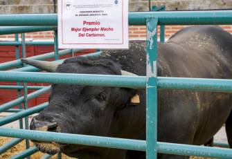 Fotogalería Feria de Ganado en El Espinar 46 Feria del Ganado en El Espinar
