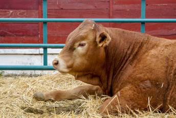 Fotogalería Feria de Ganado en El Espinar 41 Feria del Ganado en El Espinar