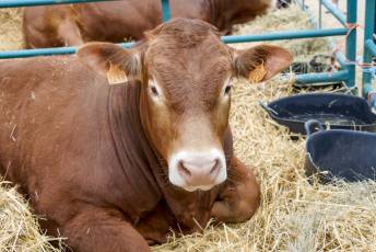 Fotogalería Feria de Ganado en El Espinar 19 Feria del Ganado en El Espinar