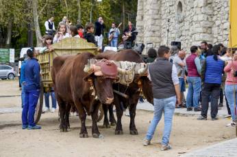 Fotogalería Feria de Ganado en El Espinar 23 Feria del Ganado en El Espinar