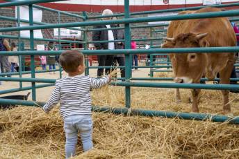 Fotogalería Feria de Ganado en El Espinar 55 Feria del Ganado en El Espinar