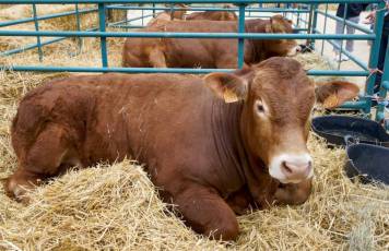 Fotogalería Feria de Ganado en El Espinar 54 Feria del Ganado en El Espinar