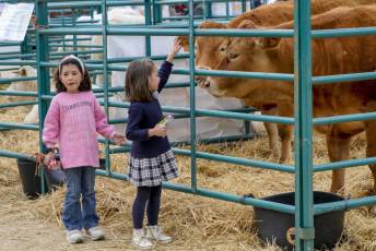Fotogalería Feria de Ganado en El Espinar 26 Feria del Ganado en El Espinar