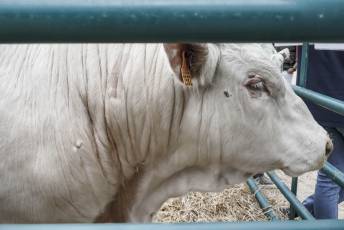 Fotogalería Feria de Ganado en El Espinar 51 Feria del Ganado en El Espinar