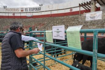 Fotogalería Feria de Ganado en El Espinar 31 Feria del Ganado en El Espinar