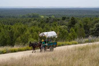 Fotogalería IV Romería Castellana a San Cebrián en Zarzuela del Pinar 83 IV Romería Castellana a San Cebrián