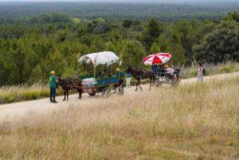 Fotogalería IV Romería Castellana a San Cebrián en Zarzuela del Pinar 9 IV Romería Castellana a San Cebrián