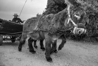 Fotogalería IV Romería Castellana a San Cebrián en Zarzuela del Pinar 81 IV Romería Castellana a San Cebrián