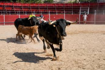 Fotogalería Encierro Diurno Fiestas Barrio San Lorenzo 18 Encierro Diurno Fiestas Barrio San Lorenzo