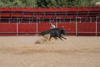 Fotogalería Encierro Diurno Fiestas Barrio San Lorenzo 27 Encierro Diurno Fiestas Barrio San Lorenzo