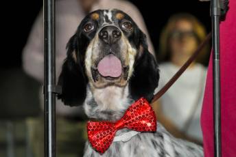 Fotogalería Procesión Nuestra Señora del Rosario, Desfile de Peñas y Pregón en Valsaín 89 Procesión Nuestra Señora del Rosario Desfile y Pregón en Vals