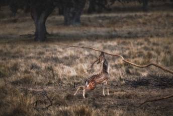 Fotogalería Feria de Turismo y Naturaleza de Castilla y León 24 Fotografía: Miguel Angel Fernández