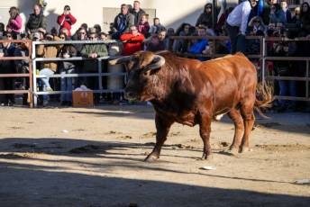 Fotogalería Fiestas San Sebastián Mártir en Villacastín 39 Fotografía: Miguel Angel Fernández