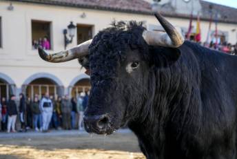 Fotogalería Fiestas San Sebastián Mártir en Villacastín 10 Fotografía: Miguel Angel Fernández