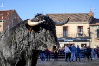 Fotogalería Fiestas San Sebastián Mártir en Villacastín 13 Fotografía: Miguel Angel Fernández