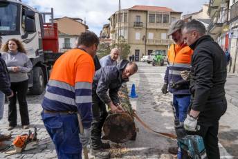 Fotogalería Colocación del Pino Gabarrero en El Espinar 22 Fotografía: Miguel Angel Fernández