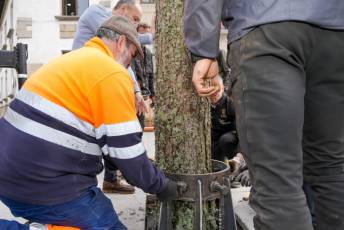 Fotogalería Colocación del Pino Gabarrero en El Espinar 27 Fotografía: Miguel Angel Fernández