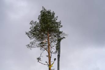 Fotogalería Colocación del Pino Gabarrero en El Espinar 49 Fotografía: Miguel Angel Fernández