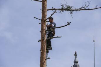 Fotogalería Colocación del Pino Gabarrero en El Espinar 20 Fotografía: Miguel Angel Fernández