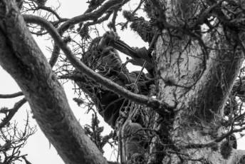 Fotogalería Exhibición Corte y Carga de Leña en San Rafael 53 Fotografía: Miguel Angel Fernández