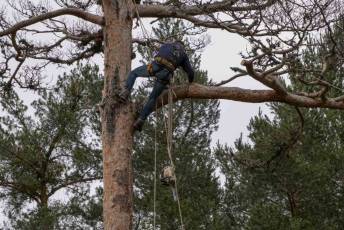 Fotogalería Exhibición Corte y Carga de Leña en San Rafael 57 Fotografía: Miguel Angel Fernández