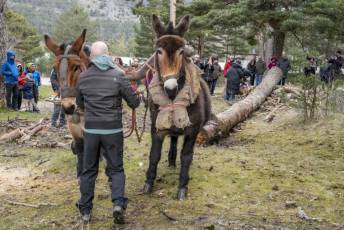 Fotogalería Exhibición Corte y Carga de Leña en San Rafael 15 Fotografía: Miguel Angel Fernández