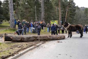 Fotogalería Exhibición Corte y Carga de Leña en San Rafael 86 Fotografía: Miguel Angel Fernández