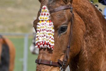 Fotogalería Feria del Caballo en La Lastrilla 60 Fotografía: Miguel Angel Fernández