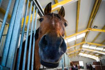 Fotogalería Escuela de Capacitación. Actividades Ecuestres 2025 2 Escuela de Captación Actividades Ecuestres 2025 - Héctor Criado