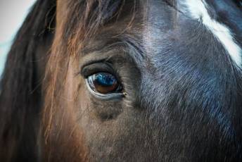 Fotogalería Escuela de Capacitación. Actividades Ecuestres 2025 7 Escuela de Captación Actividades Ecuestres 2025 - Héctor Criado