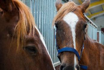 Fotogalería Escuela de Capacitación. Actividades Ecuestres 2025 10 Escuela de Captación Actividades Ecuestres 2025 - Héctor Criado