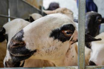Fotogalería Escuela de Capacitación. Ganadería y Sanidad Animal 2025 16 Escuela de Captación Ganadería y Sanidad Animal 2025 - Héctor Criado