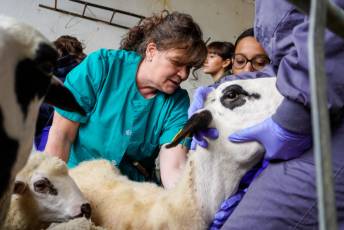 Fotogalería Escuela de Capacitación. Ganadería y Sanidad Animal 2025 19 Escuela de Captación Ganadería y Sanidad Animal 2025 - Héctor Criado