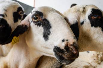 Fotogalería Escuela de Capacitación. Ganadería y Sanidad Animal 2025 21 Escuela de Captación Ganadería y Sanidad Animal 2025 - Héctor Criado