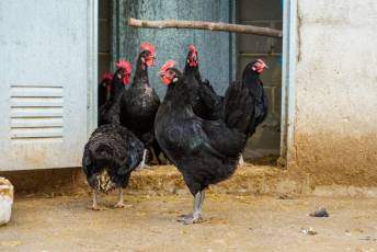 Fotogalería Escuela de Capacitación. Ganadería y Sanidad Animal 2025 32 Escuela de Captación Ganadería y Sanidad Animal 2025 - Héctor Criado