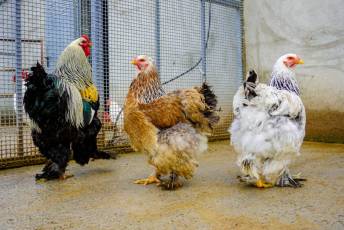 Fotogalería Escuela de Capacitación. Ganadería y Sanidad Animal 2025 33 Escuela de Captación Ganadería y Sanidad Animal 2025 - Héctor Criado