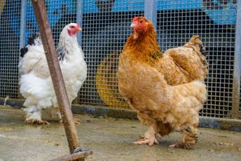 Fotogalería Escuela de Capacitación. Ganadería y Sanidad Animal 2025 34 Escuela de Captación Ganadería y Sanidad Animal 2025 - Héctor Criado