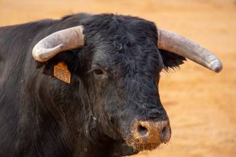 Fotogalería Concurso de recortes, saltos y quiebros en la plaza de toros de San Lorenzo 33 Concurso Recortes Saltos y Quiebros San Lorenzo - Héctor Criado