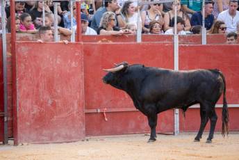 Fotogalería Concurso de recortes, saltos y quiebros en la plaza de toros de San Lorenzo 37 Concurso Recortes Saltos y Quiebros San Lorenzo - Héctor Criado