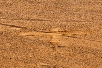 Fotogalería Concurso de recortes, saltos y quiebros en la plaza de toros de San Lorenzo 6 Concurso Recortes Saltos y Quiebros San Lorenzo - Héctor Criado