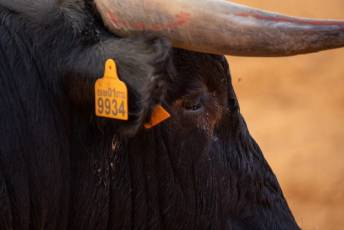Fotogalería Concurso de recortes, saltos y quiebros en la plaza de toros de San Lorenzo 58 Concurso Recortes Saltos y Quiebros San Lorenzo - Héctor Criado