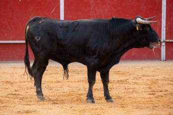 Fotogalería Concurso de recortes, saltos y quiebros en la plaza de toros de San Lorenzo 94 Concurso Recortes Saltos y Quiebros San Lorenzo - Héctor Criado